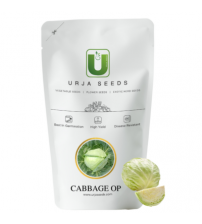 Cabbage / Patta Gobi OP New Green Star (Imp.) 100 grams